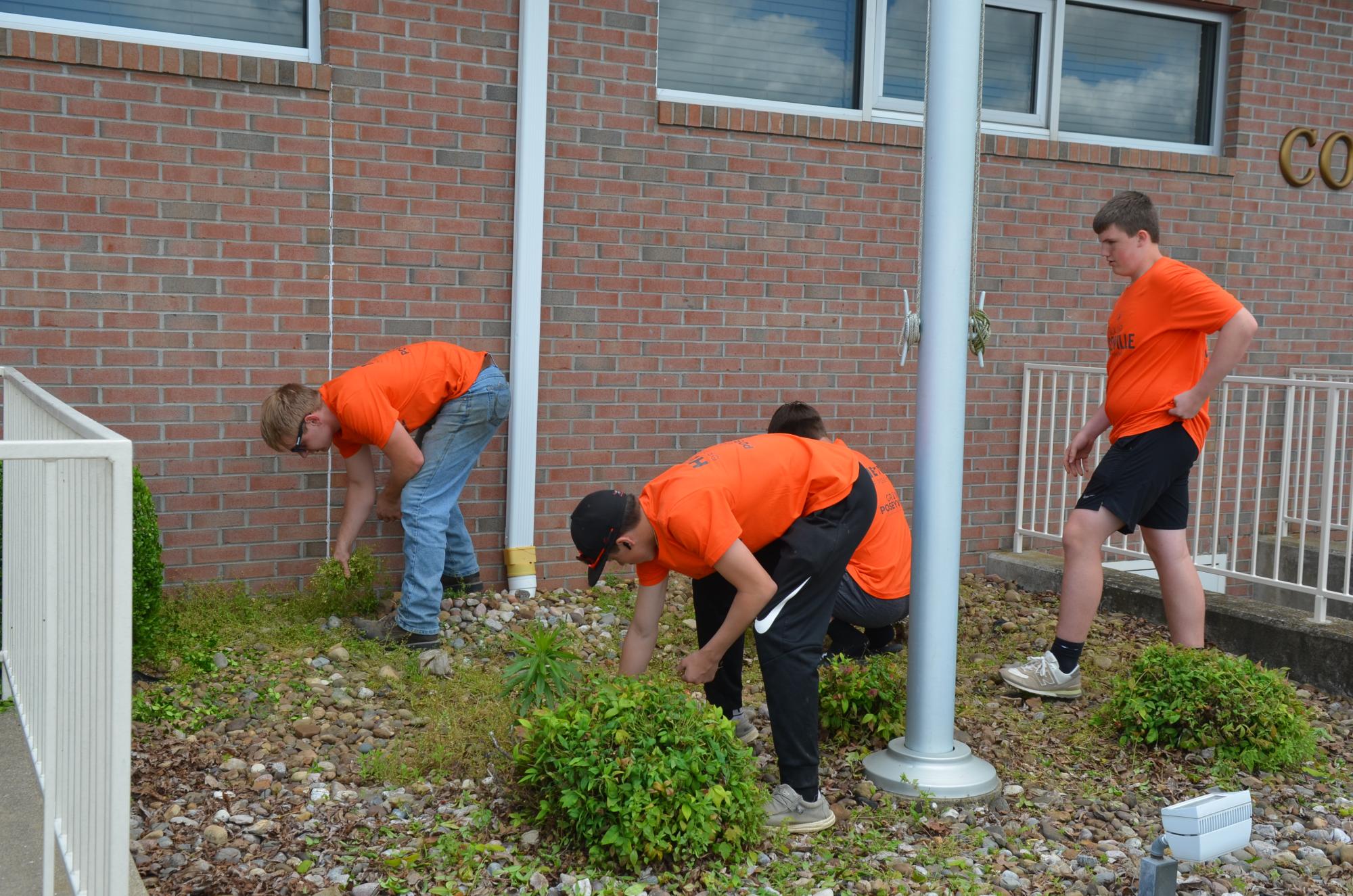 Poseyville students pulling weeds